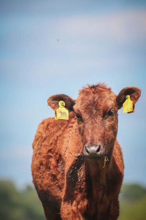 A brown cow with yellow tags on its ears