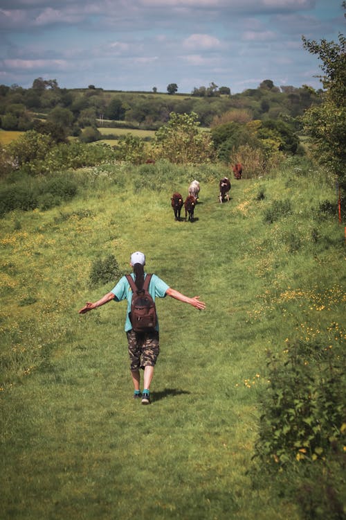 A person walking down a path with cows in the background
