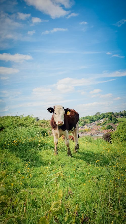 A cow standing in a field with a blue sky