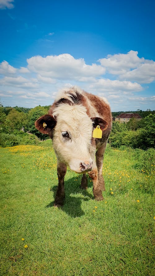 A cow with a yellow tag on its head is standing in a field