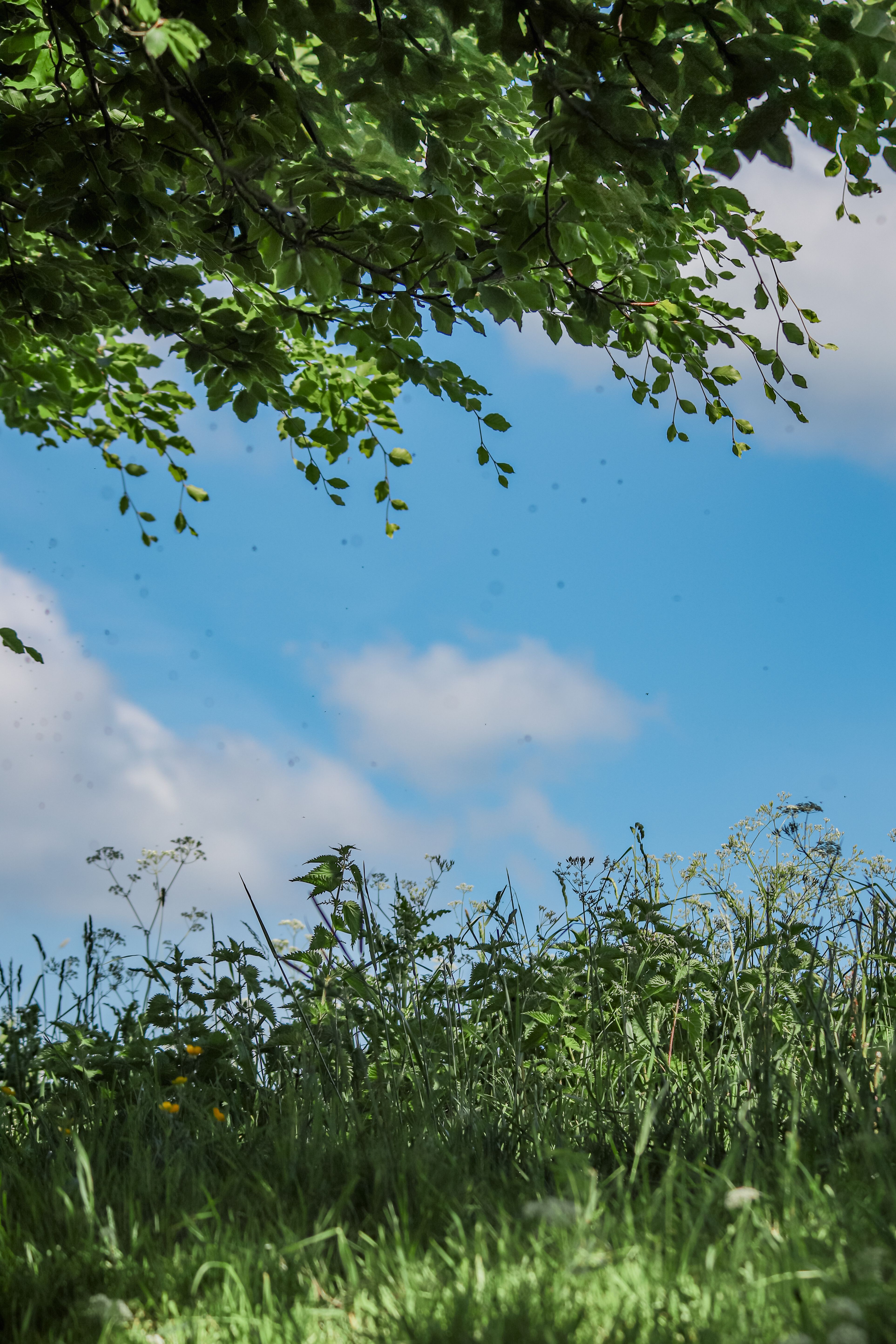 Serene view of a vibrant meadow with foliage against a bright blue sky. Perfect for nature themes.