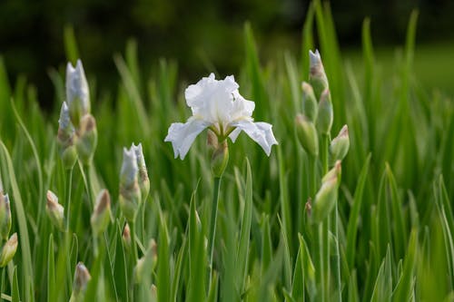 Foto d'estoc gratuïta de farinosa, flor, herba