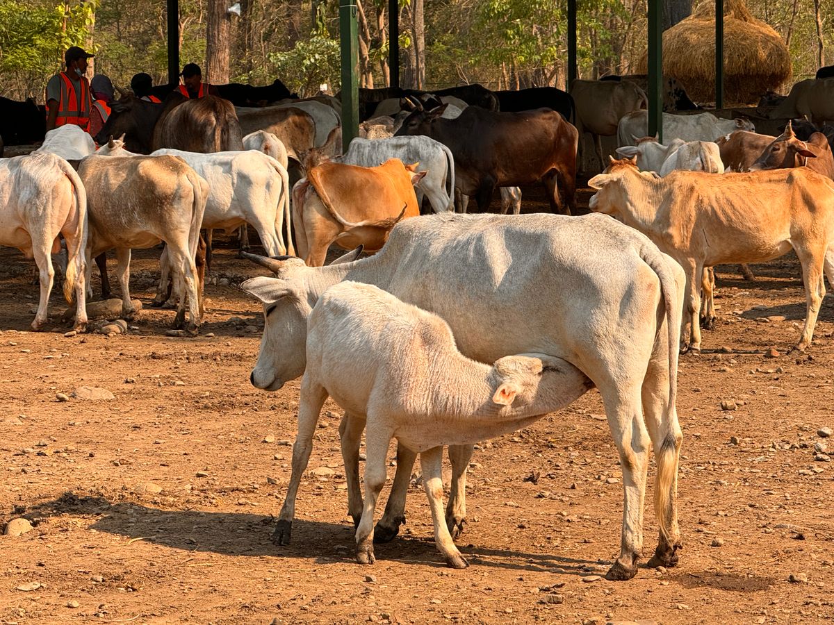 The morning feed, troughs filling