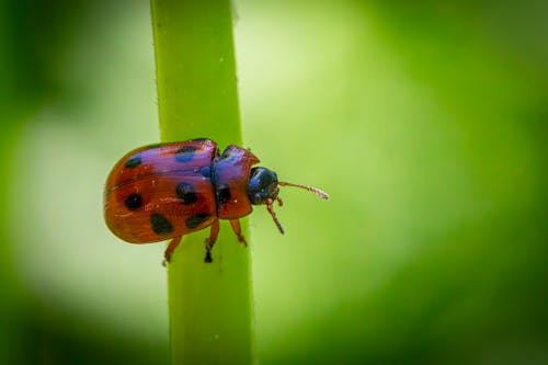Бесплатное стоковое фото с beetle, беспозвоночные, Биология
