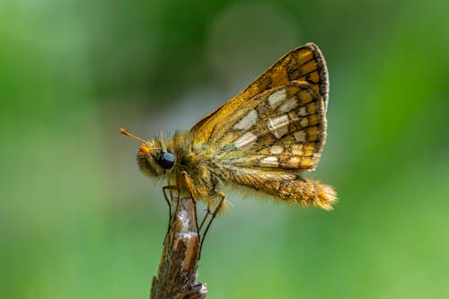Бесплатное стоковое фото с carterocephalus palaemon, бабочка, бабочки