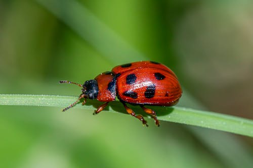 Foto d'estoc gratuïta de a l'aire lliure, beetle, Beetles