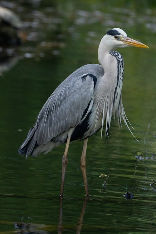 佛罗里达大沼泽地, 側面圖, 動物 的 免费素材图片