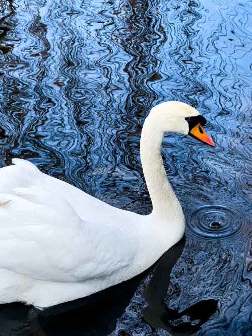 Le Lac Des Cygnes