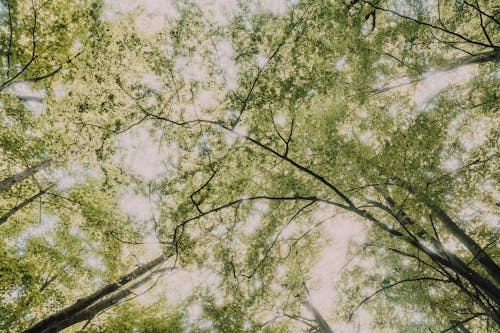 Immagine gratuita di alba, albero, astratto
