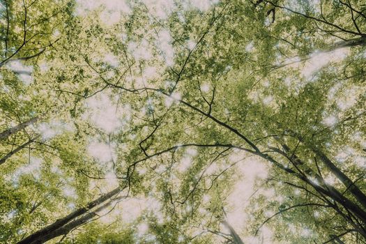 A tranquil upward view of sunlight filtering through a lush forest canopy.