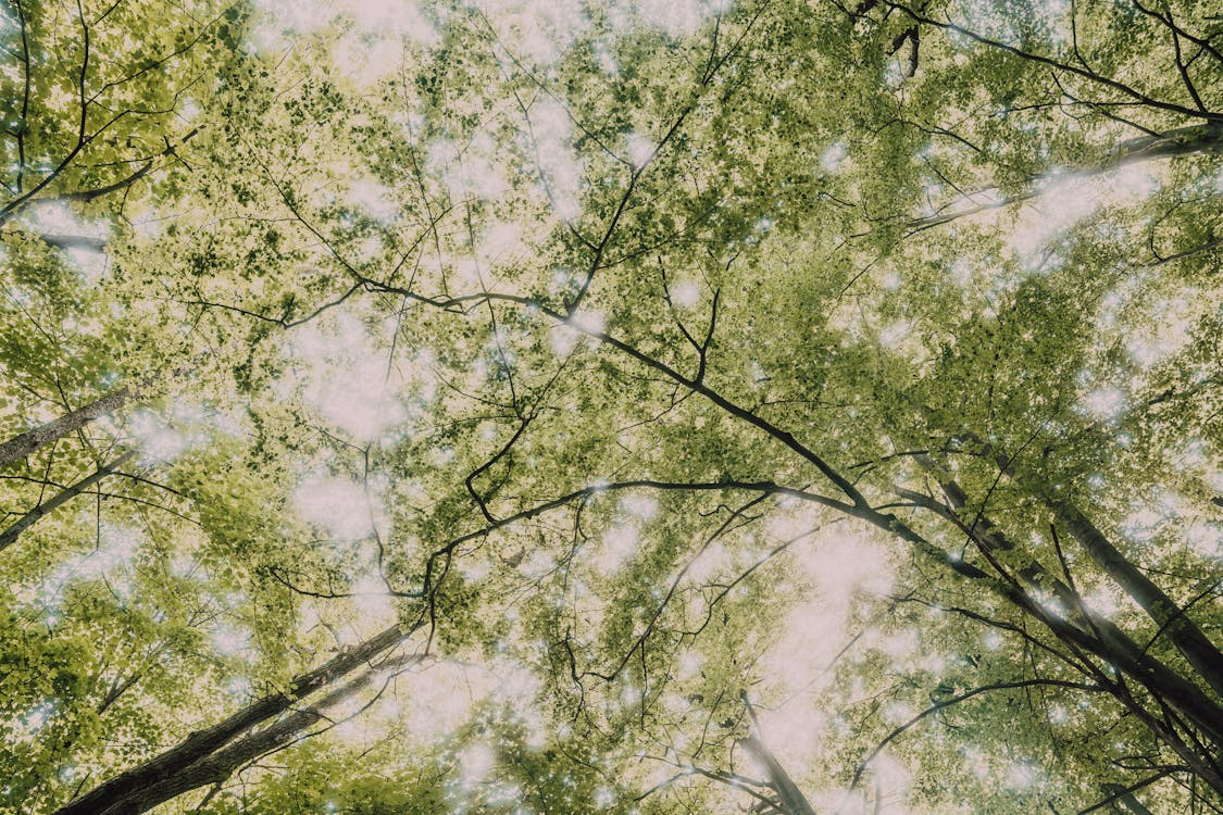 Foto d'estoc gratuïta de abstracte, alba, arbre