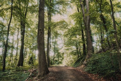 Free A serene forest pathway surrounded by tall trees and vibrant greenery in summer sunlight. Stock Photo