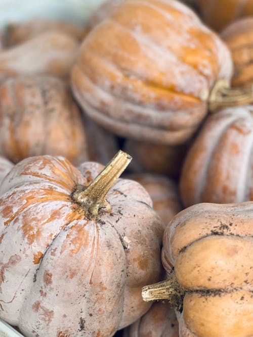 A close up of a bunch of pumpkins