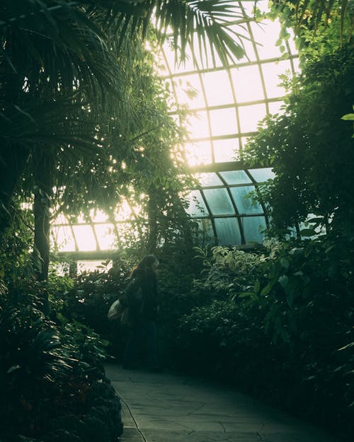 50mm, 시카고, 식물의 무료 스톡 사진