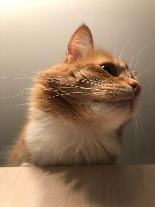 Free Close-up shot of a fluffy ginger cat looking upwards with a soft expression. Stock Photo
