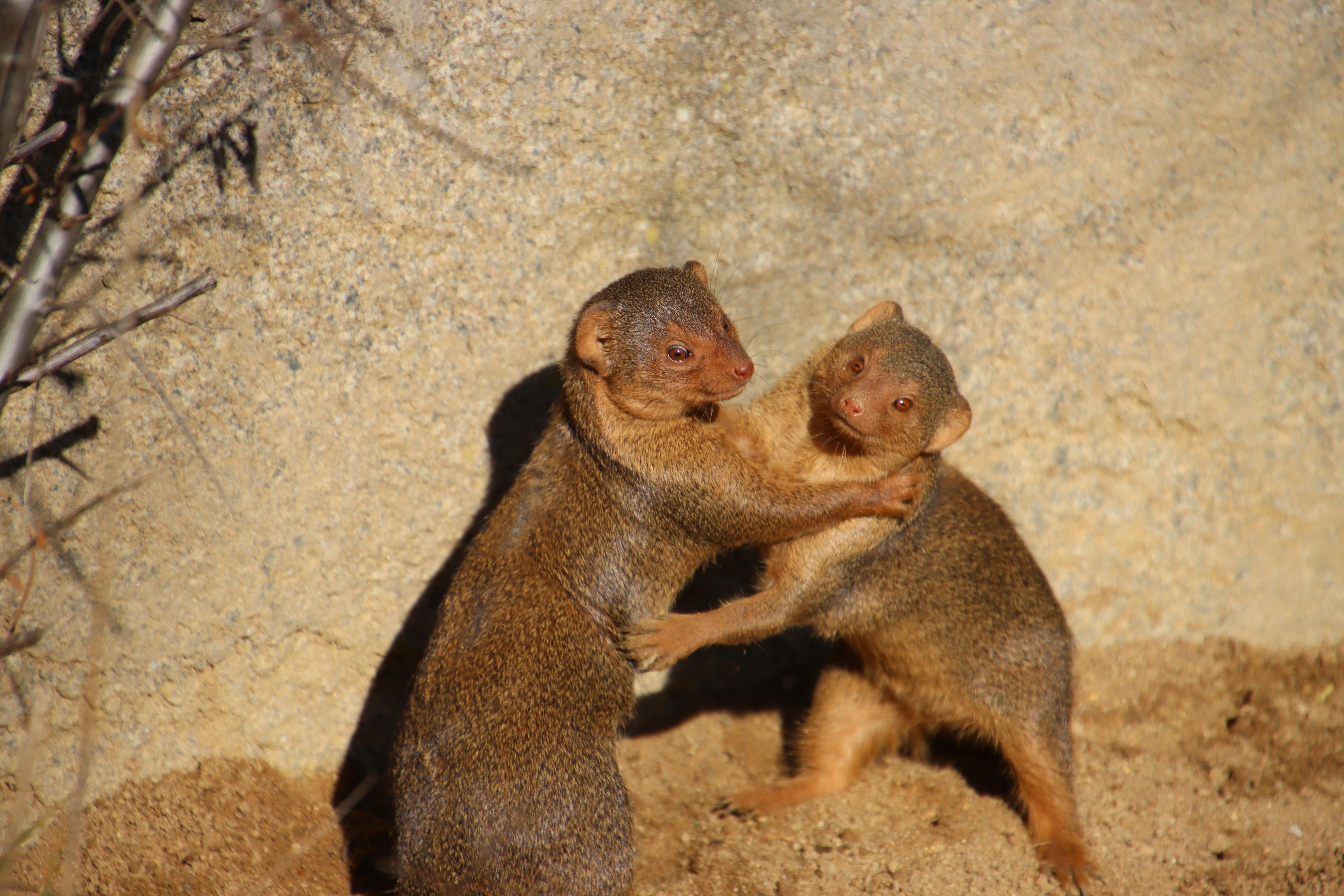 Ethiopian Dwarf Mongooses in Nature ·