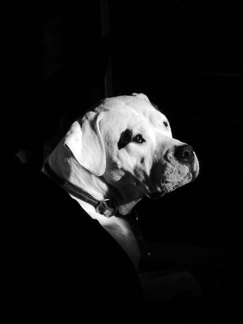 Imagine de stoc gratuită din alb-negru, bot, câine