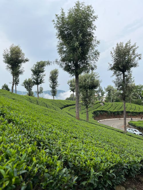Tea plantation in the mountains of sri lanka
