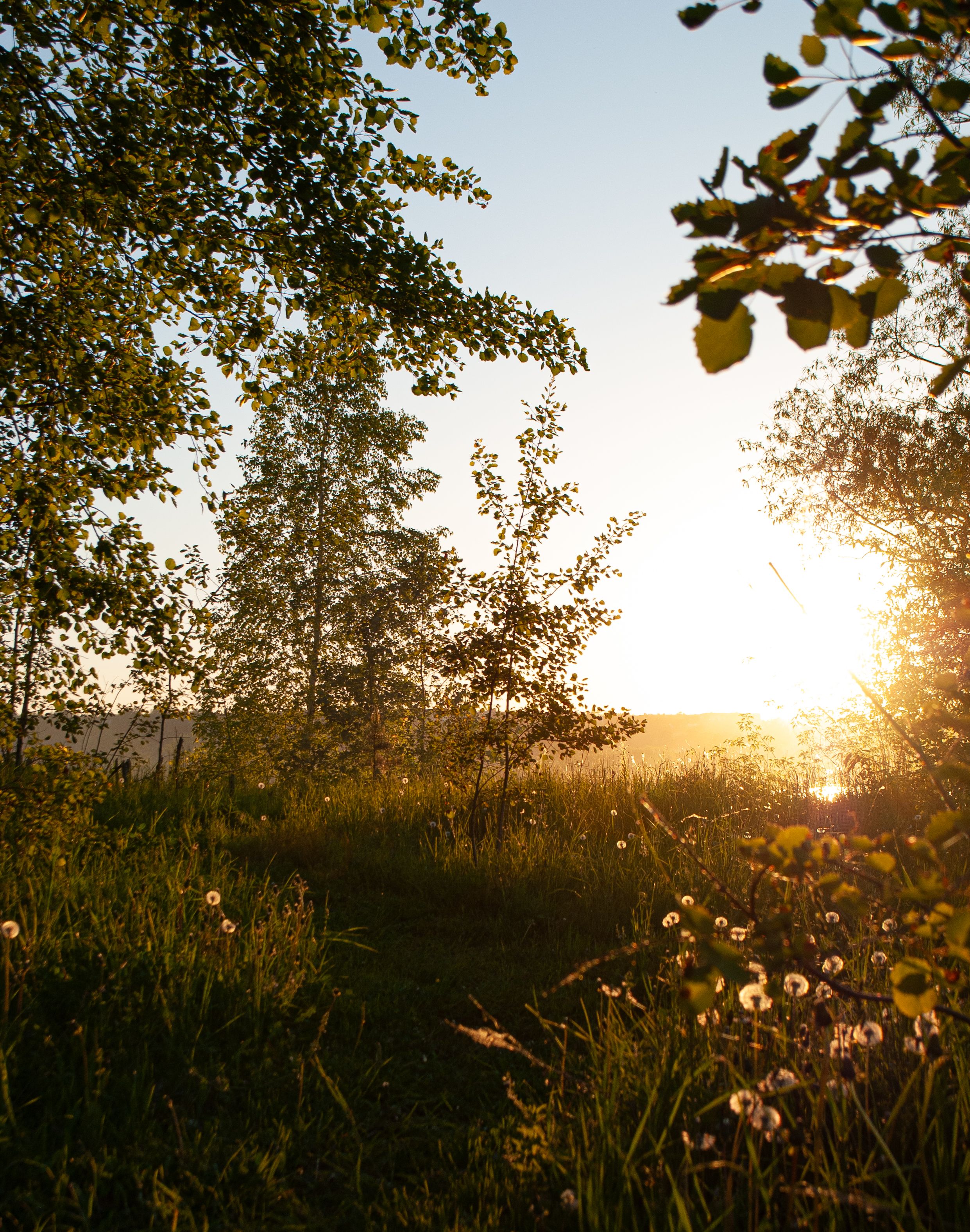 Tranquil morning scene of sunlight over a rural grassfield with trees and dandelions.