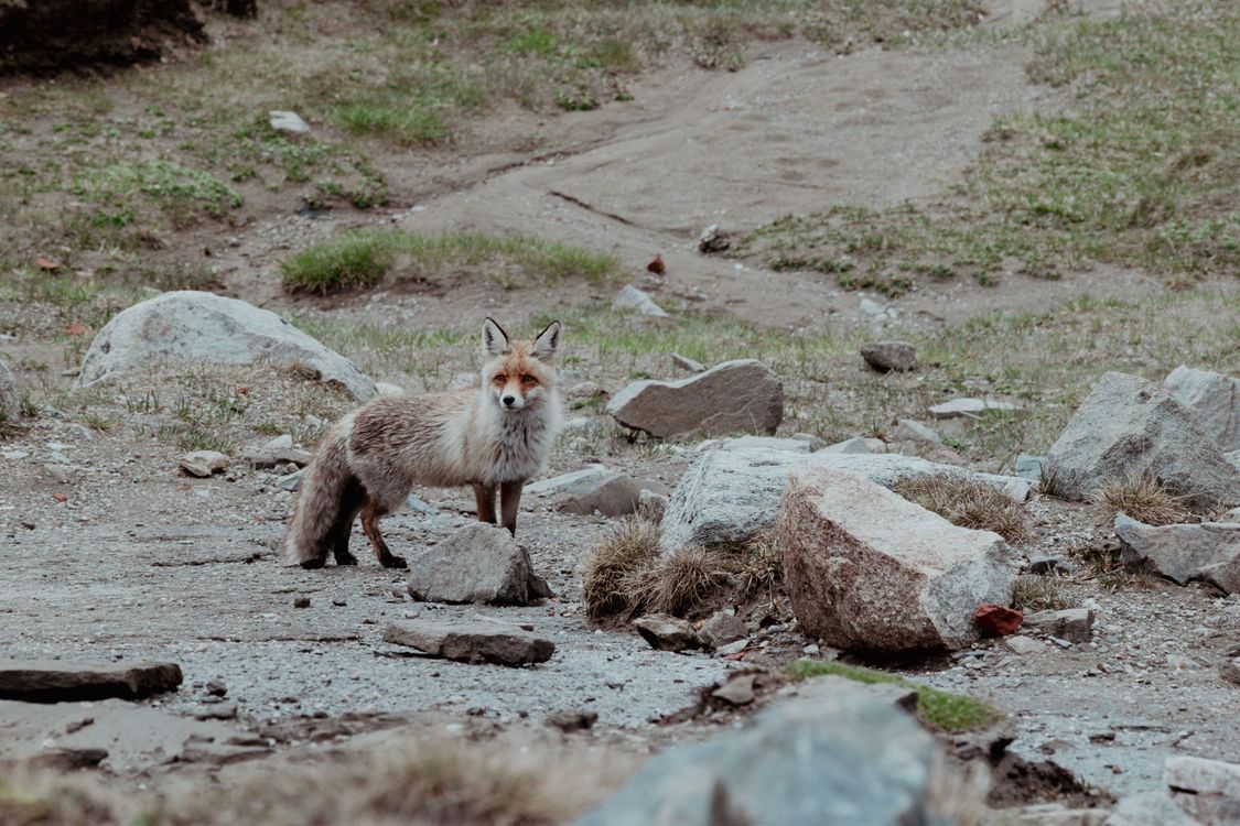 Wild Red Fox Standing near Rocks · Free Stock Photo