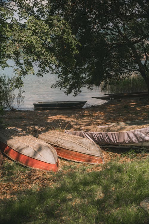 Immagine gratuita di acqua, acqua del lago, albero