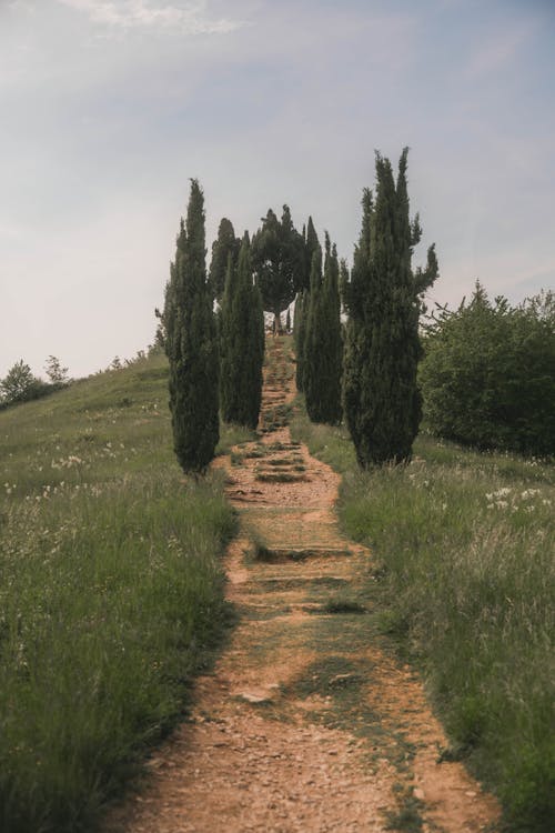 Бесплатное стоковое фото с вершина холма, виноградник, виноградники