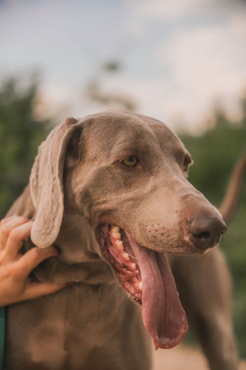 Darmowe zdjęcie z galerii z dysząc, język, pies
