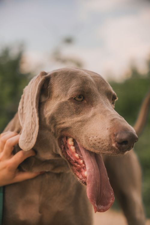 Free A joyful Weimaraner dog with its tongue out in an outdoor portrait, showcasing its friendly expression. Stock Photo