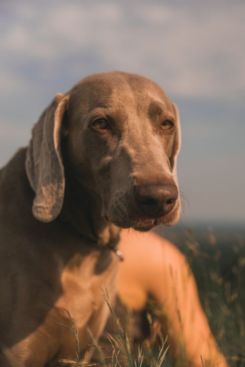 Free A serene Weimaraner dog lying on grass in a rural setting, captured in warm natural light. Stock Photo