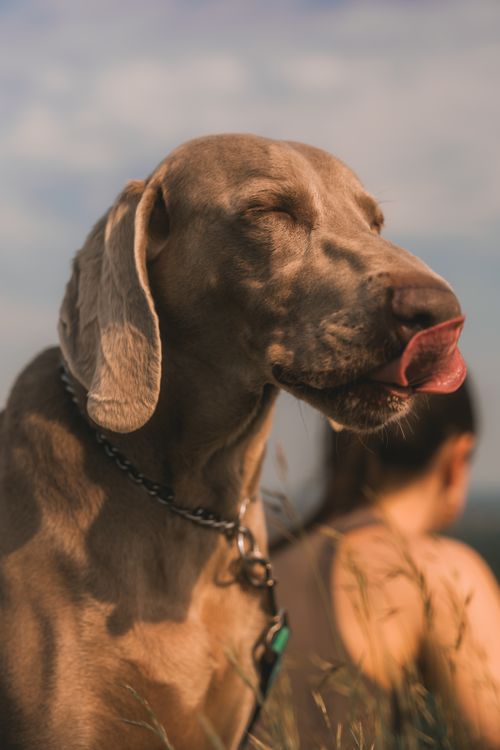 Free A Weimaraner dog with eyes closed licks its muzzle in a sunny field, creating a warm portrait. Stock Photo