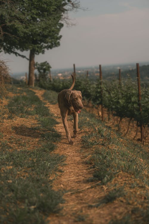 Základová fotografie zdarma na téma denní světlo, hřiště, kopcovitý