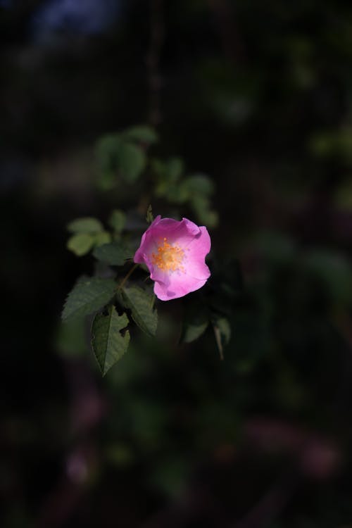 ピンクの花, フルール, フローラの無料の写真素材