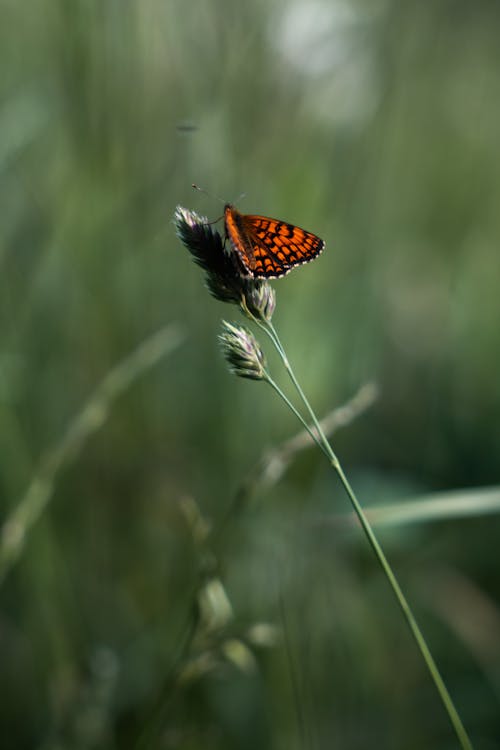 オレンジ色の蝶, バタフライ, フィールドの無料の写真素材
