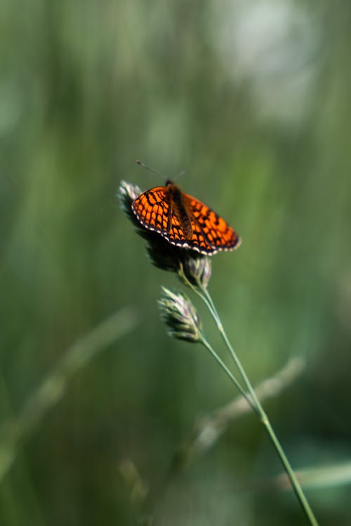 Бесплатное стоковое фото с антенна, бабочка, беспозвоночный