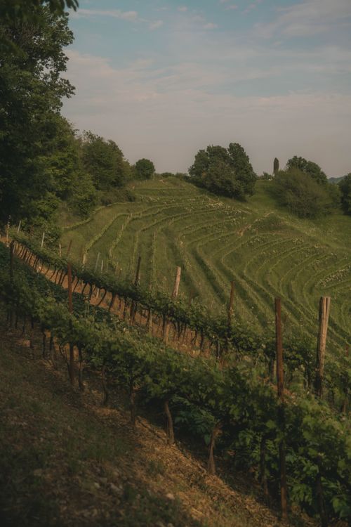Free Scenic view of lush vineyards in the rolling hills of Lecco, Lombardia, Italy. Stock Photo