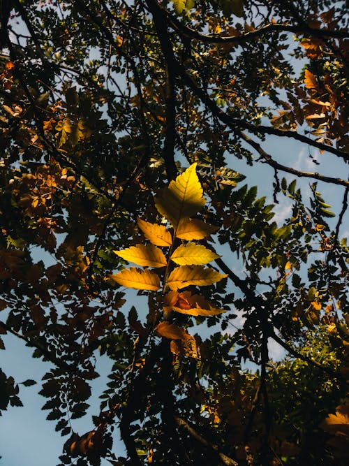 Free stock photo of autumn, fall, foliage