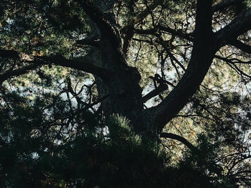 樹, 樹幹 的 免费素材图片