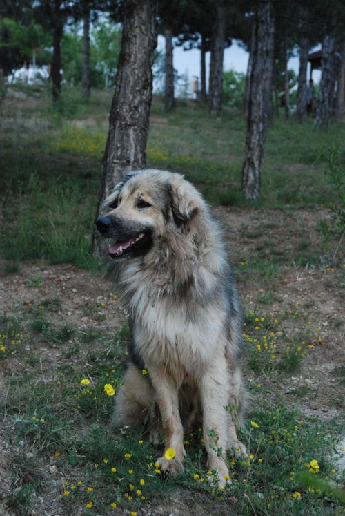 Free Cute furry dog sitting in a forest in Sille Subaşı, Konya, Türkiye. Stock Photo