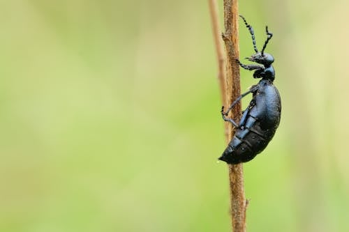 A black beetle is sitting on a stick