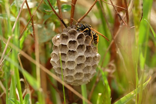A wasp is sitting on a nest in the grass