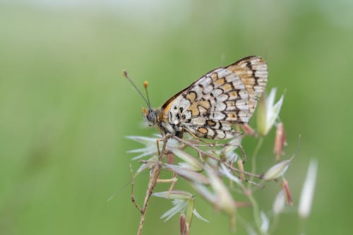 A small butterfly sitting on top of some grass