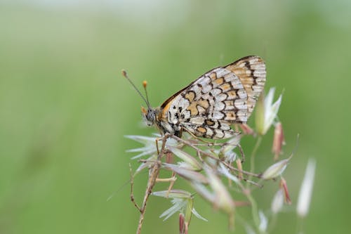 Gratis stockfoto met aan boord, antenne, aviate