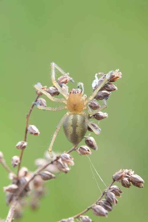 A small spider is sitting on top of some plants