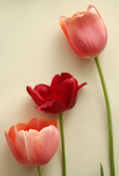 Three red and pink tulips are shown on a white background