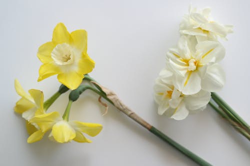 Two yellow and white flowers are on a white surface