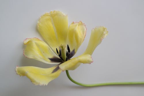 A single yellow flower