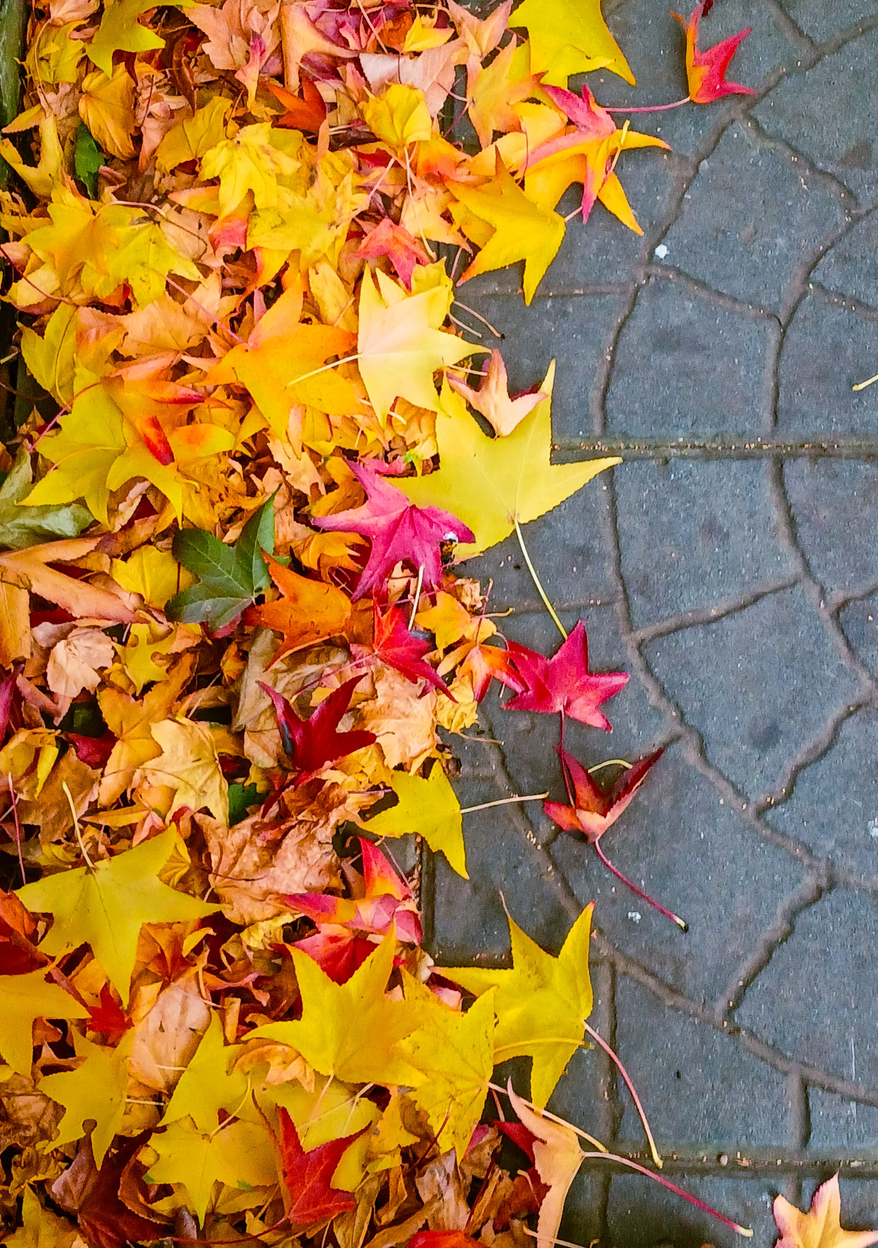 Yellow Leaves on Pavement in Autumn · Free Stock Photo