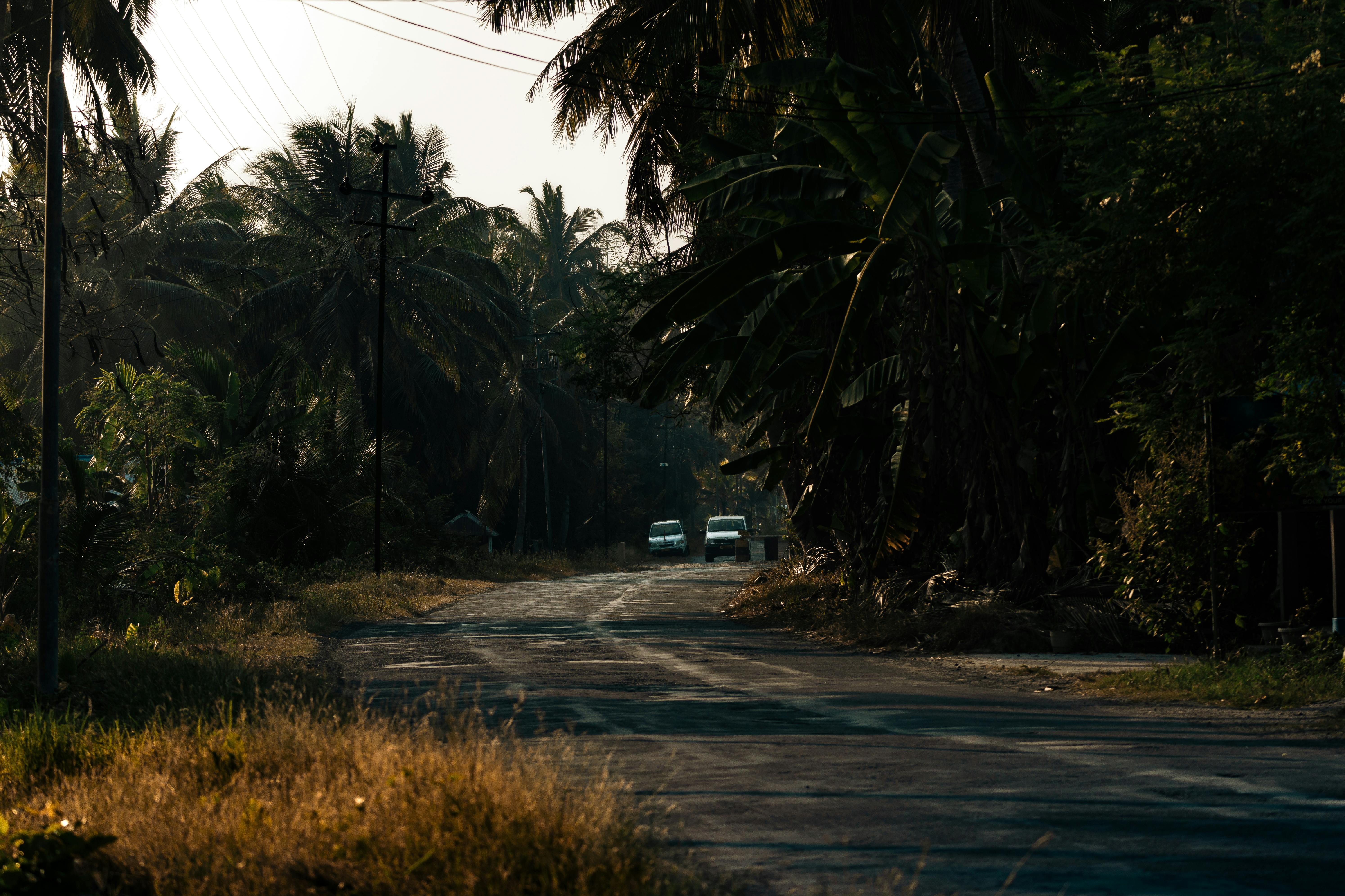 Sunlit road winding through lush tropical palm trees in rural Port Blair, India.