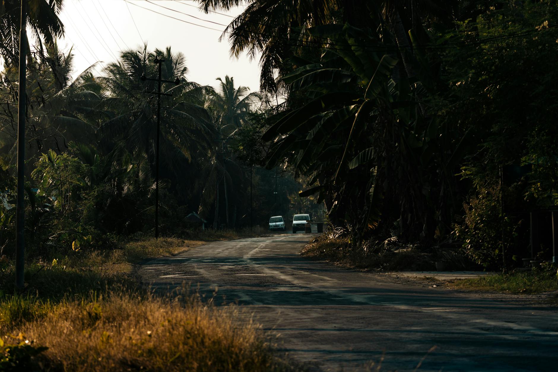 Sunlit road winding through lush tropical palm trees in rural Port Blair, India.