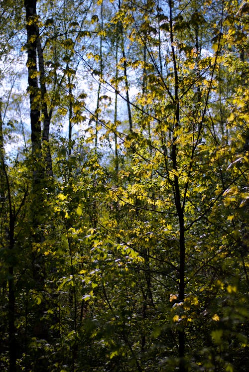 下落, 公園, 原本 的 免费素材图片